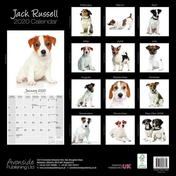 Studio Kalender 2023 Jack Russell Terrier